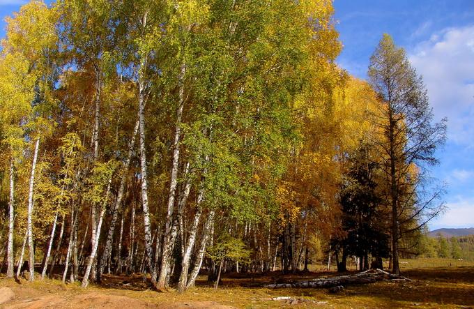 樺樹葉和種子可作為化妝品生產原料了
