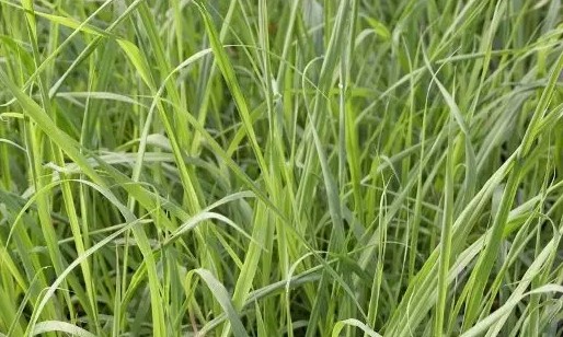 化妝品oem加工原料：玫瑰草油