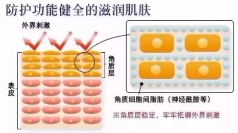 神經酰胺的屏障防護作用