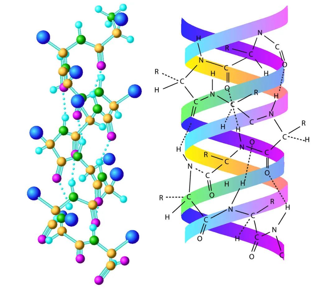膠原蛋白是什么？膠原蛋白的功效與作用有哪些？