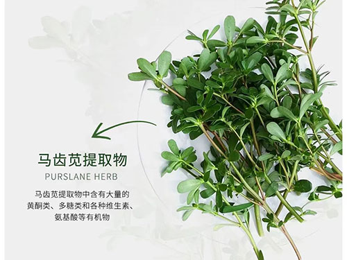 馬齒莧提取物對皮膚的作用有哪些？