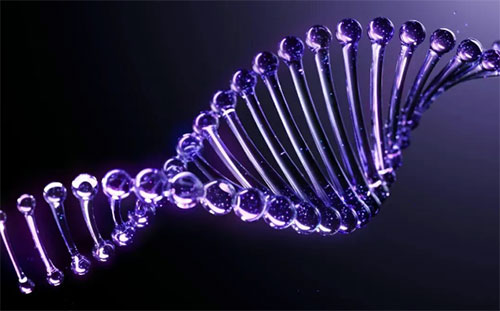 歐萊雅獨(dú)家專利PDRN示意圖